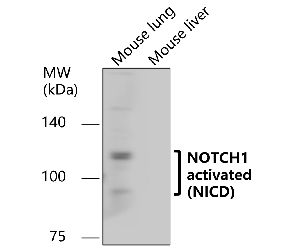 IR7-21 anti-NOTCH1 antibody WB image IR7-21 anti-NOTCH1 antibody WB image