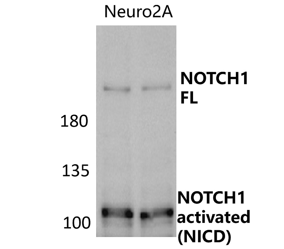 IR7-21 anti-NOTCH1 antibody WB image IR7-21 anti-NOTCH1 antibody WB image