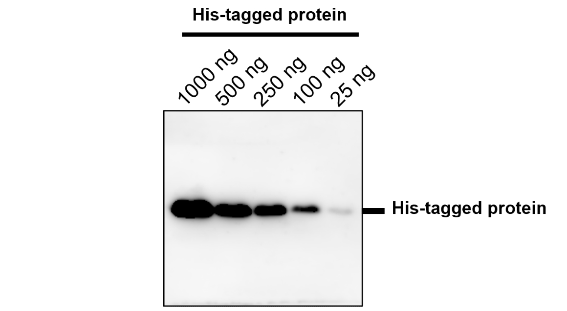 IRT002 anti His-tag antibody WB image