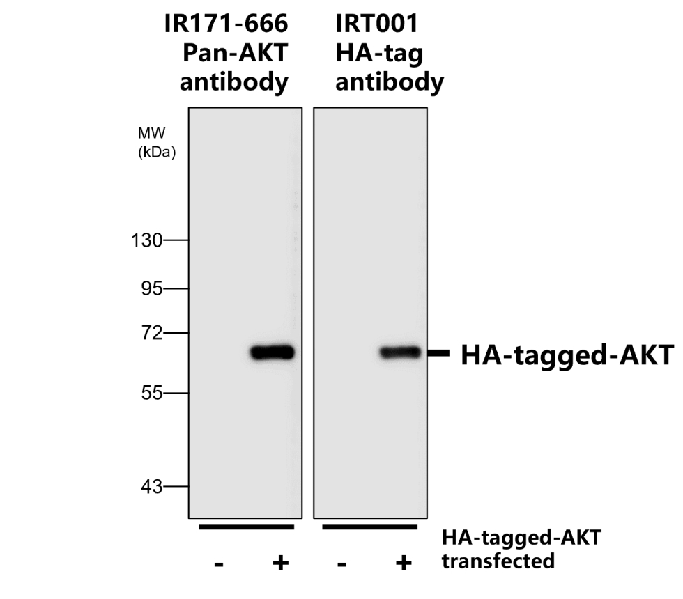 IRT001 anti HA-tag antibody WB image