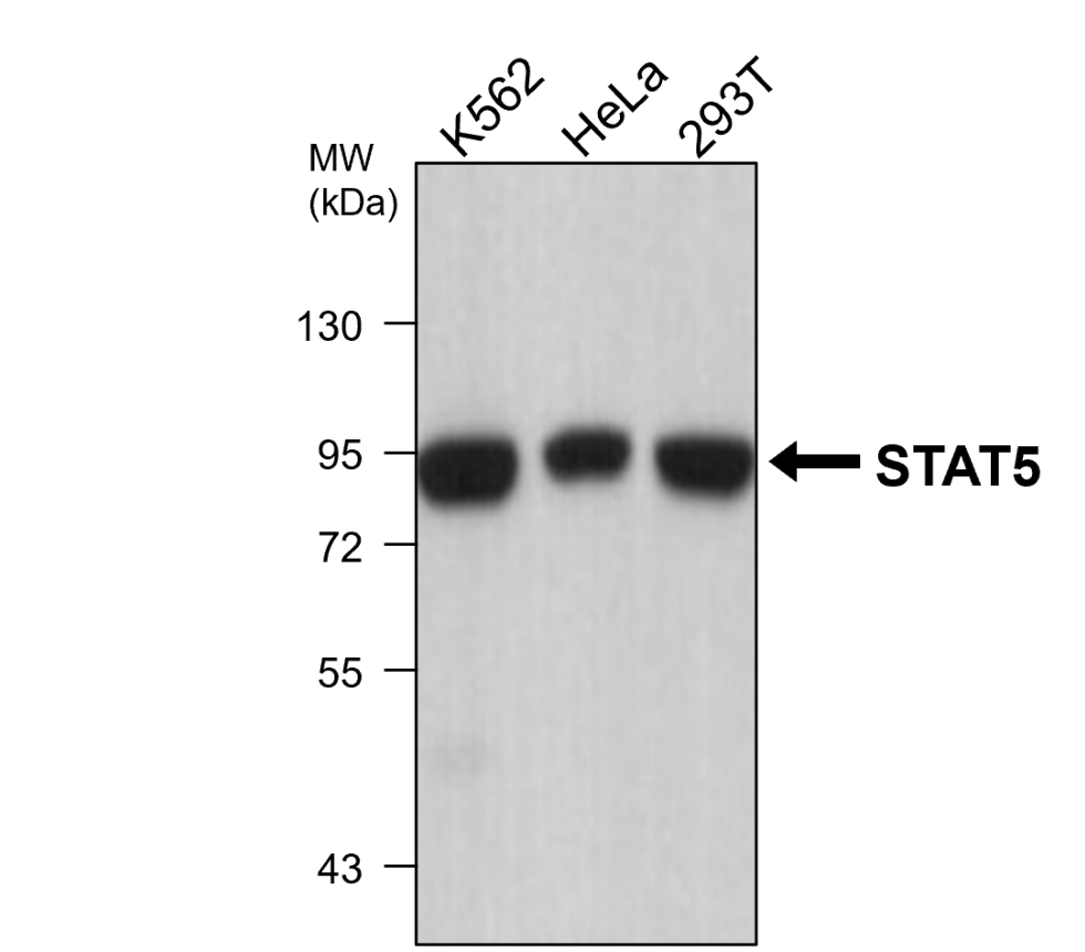 IRM010 anti-STAT5 monoclonal antibody WB image IRM010 anti-STAT5 monoclonal antibody WB image