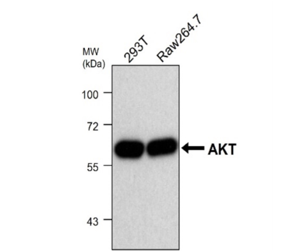 IRM009 anti-AKT monoclonal antibody WB image