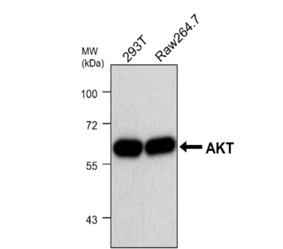 IRM009 anti-AKT monoclonal antibody WB image IRM009 anti-AKT monoclonal antibody WB image