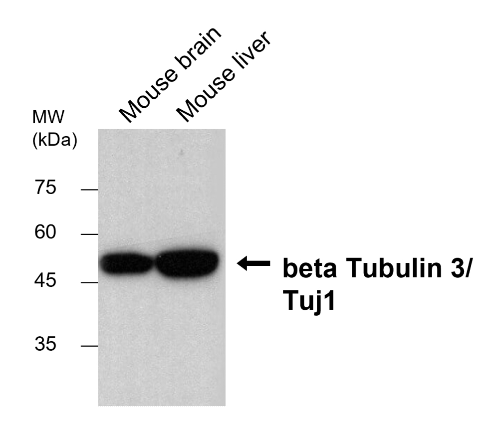 IRM008 anti-Tuj1 monoclonal antibody WB image IRM008 anti-Tuj1 monoclonal antibody WB image