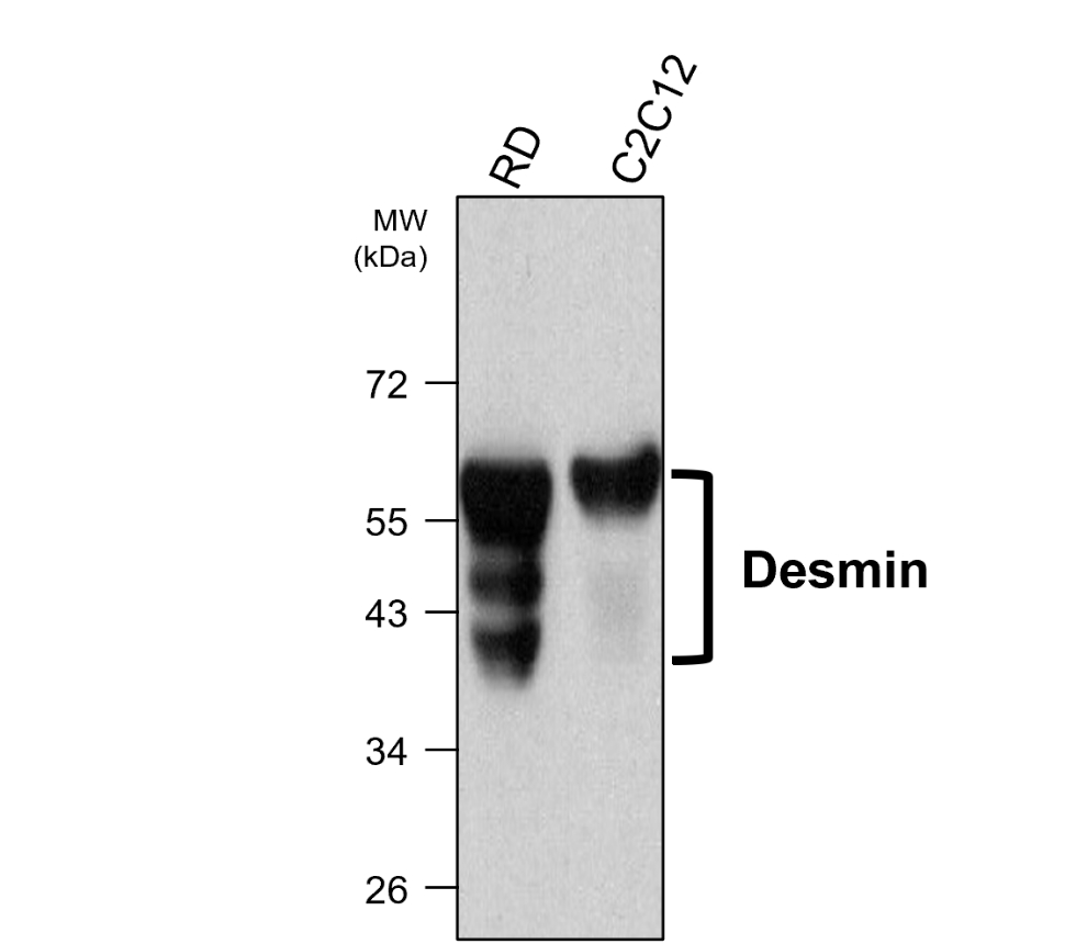 IRM006 anti-Desmin antibody WB image