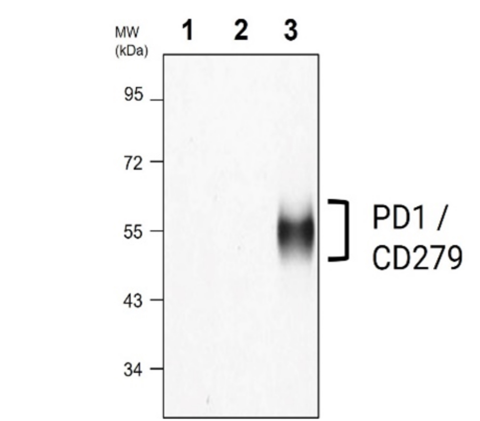 IRM005 anti- PD1 / CD279 antibody WB image IRM005 anti- PD1 / CD279 antibody WB image
