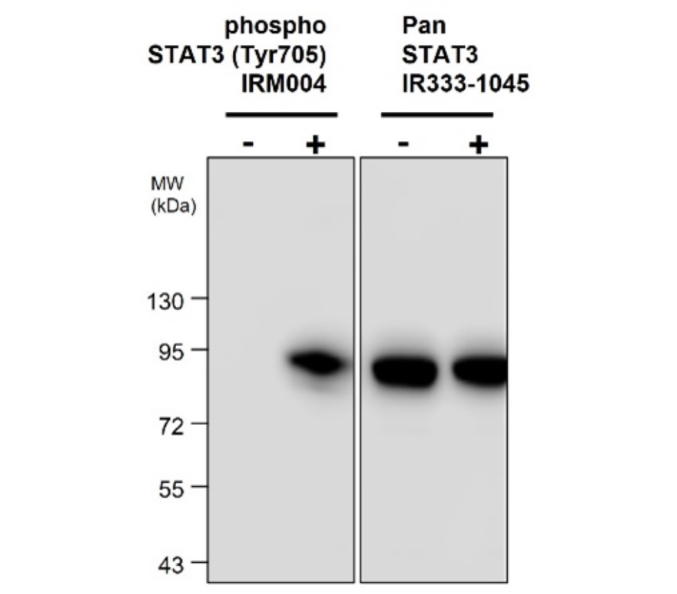 IRM004 anti- Phospho STAT3 (Tyr705) monoclonal antibody WB image IRM004 anti- Phospho STAT3 (Tyr705) monoclonal antibody WB image