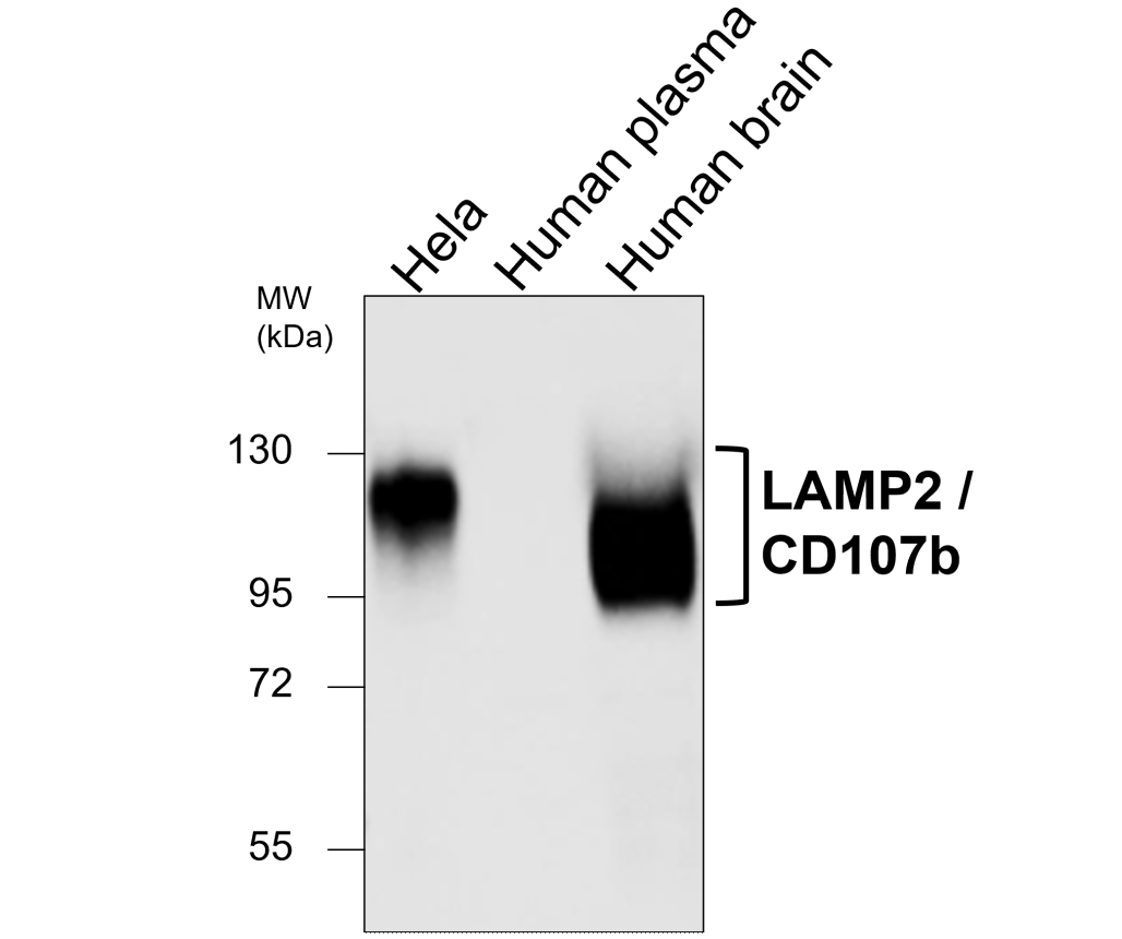 IRM003 anti-LAMP2 / CD107b monoclonal antibody WB image