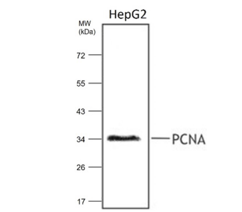 IRM002 anti-PCNA antibody WB image