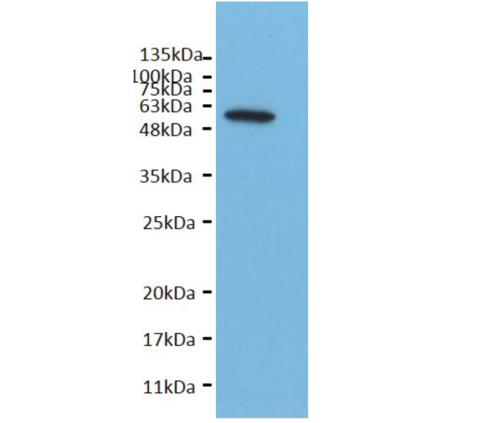 IRM001 anti-alpha Tubulin monoclonal antibody WB image