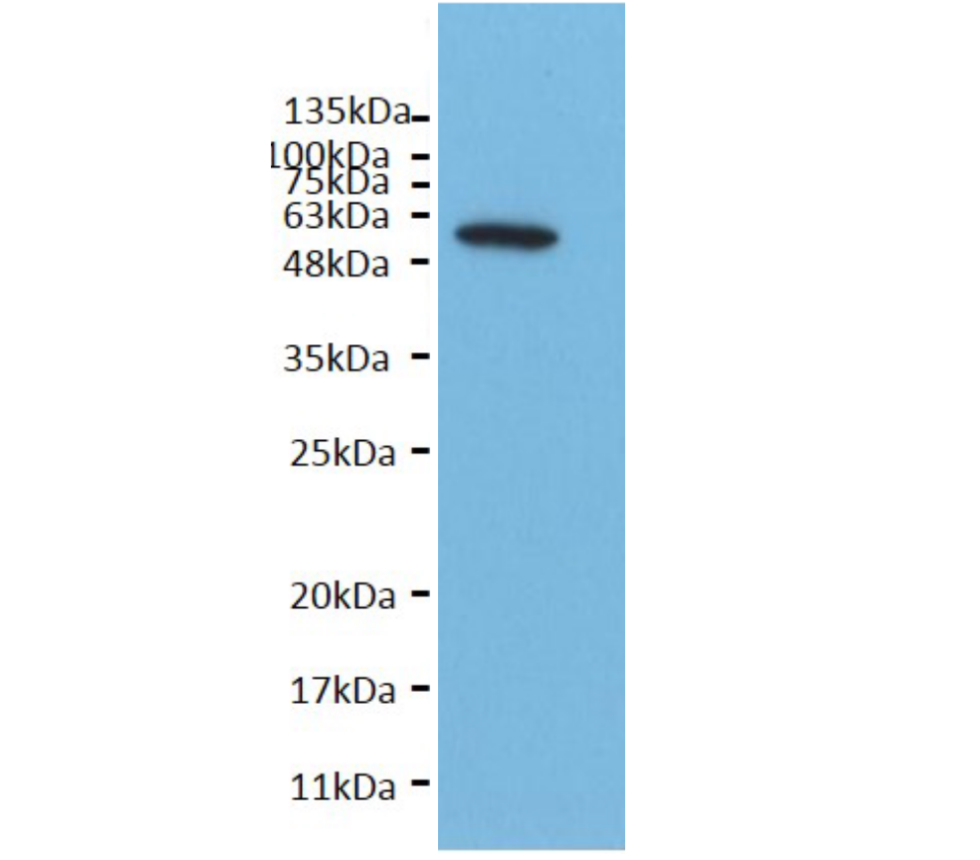 IRM001 anti-alpha Tubulin monoclonal antibody WB image IRM001 anti-alpha Tubulin monoclonal antibody WB image
