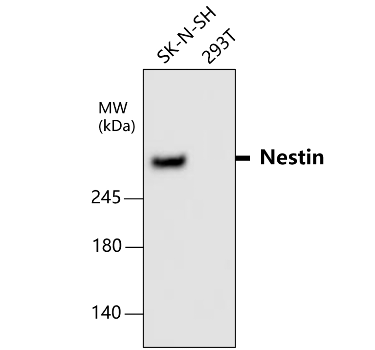 IR8-23 anti-Nestin antibody WB image IR8-23 anti-Nestin antibody WB image