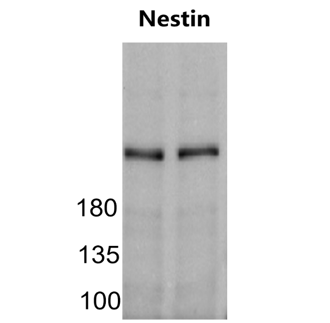 IR8-23 anti-Nestin antibody WB image IR8-23 anti-Nestin antibody WB image