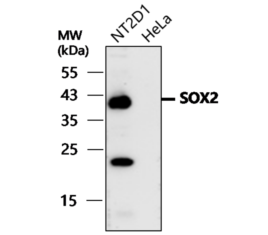 IR11-26 anti-SOX2 antibody WB image IR11-26 anti-SOX2 antibody WB image