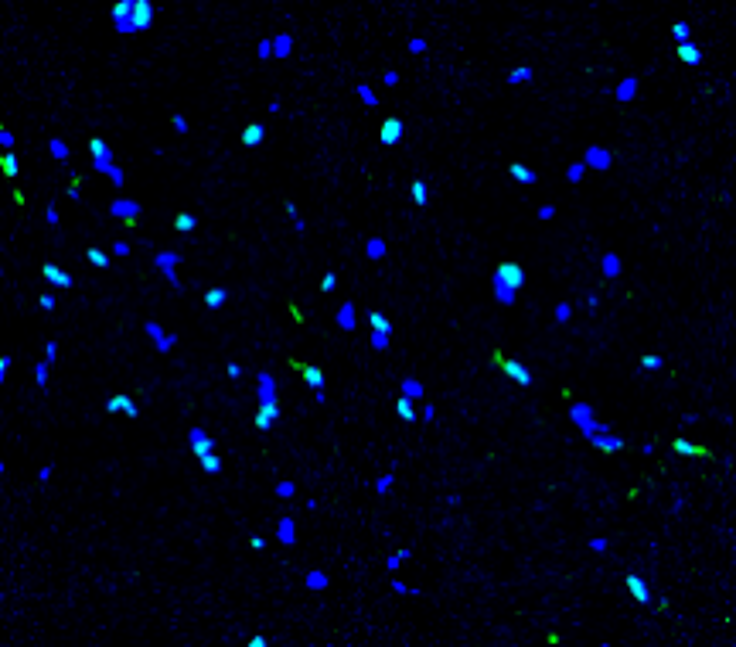 IR11-26 anti-SOX2 antibody IHC image IR11-26 anti-SOX2 antibody IHC image