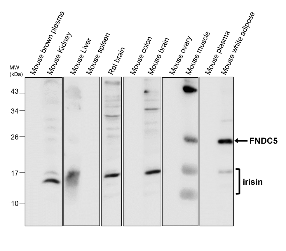 IRCP011 anti FNDC5 / irisin antibody WB image IRCP011 anti FNDC5 / irisin antibody WB image