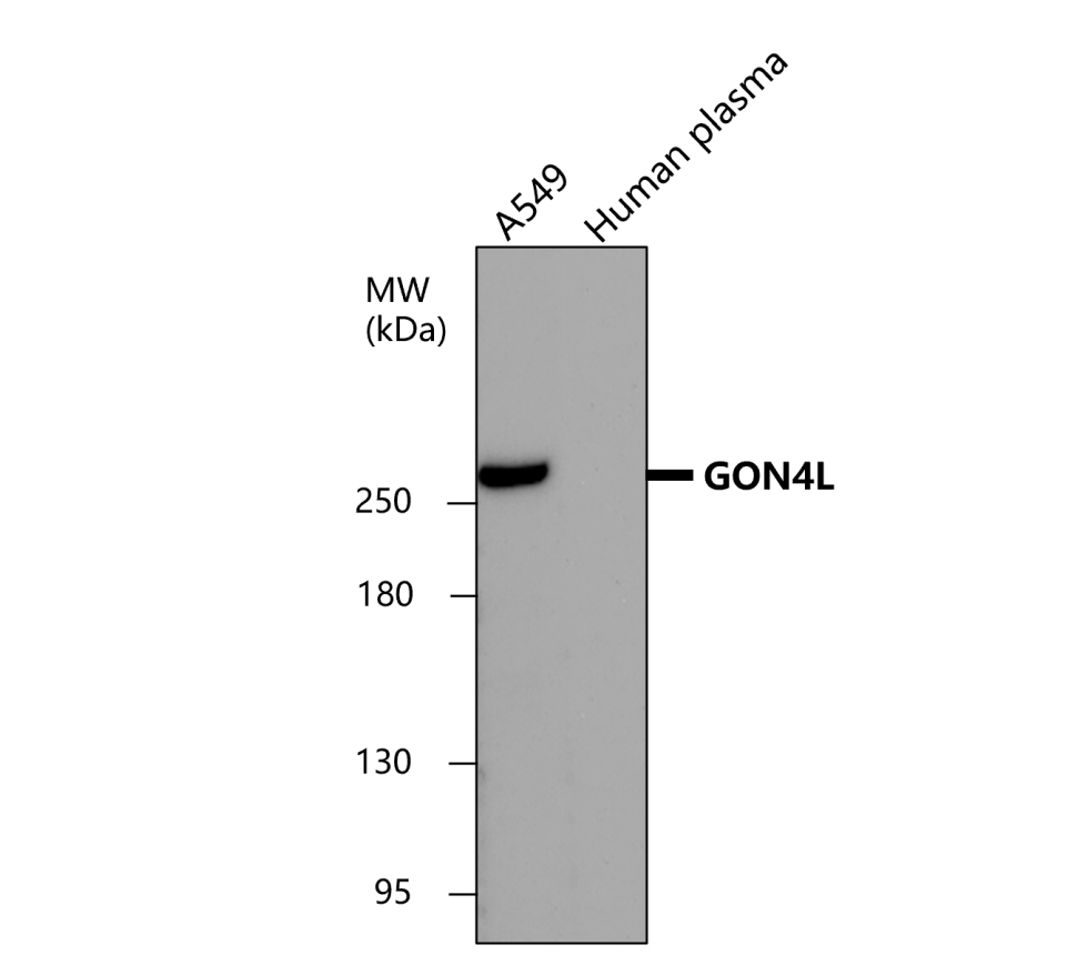 IRCP005 anti-GON4L antibody WB image IRCP005 anti-GON4L antibody WB image