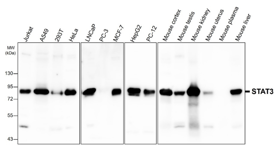 IR333-1045 anti-STAT3 antibody WB image IR333-1045 anti-STAT3 antibody WB image
