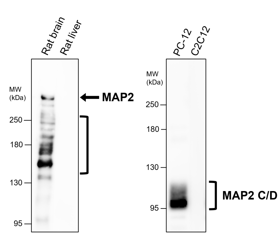 MAP2 Antibody IR12 33 IReal Biotechnology Inc 