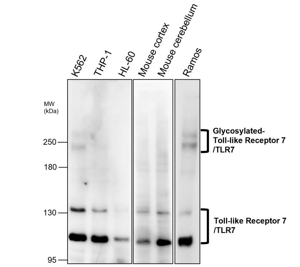 IR327-1032 anti- Toll-like Receptor 7 antibody WB image IR327-1032 anti- Toll-like Receptor 7 antibody WB image