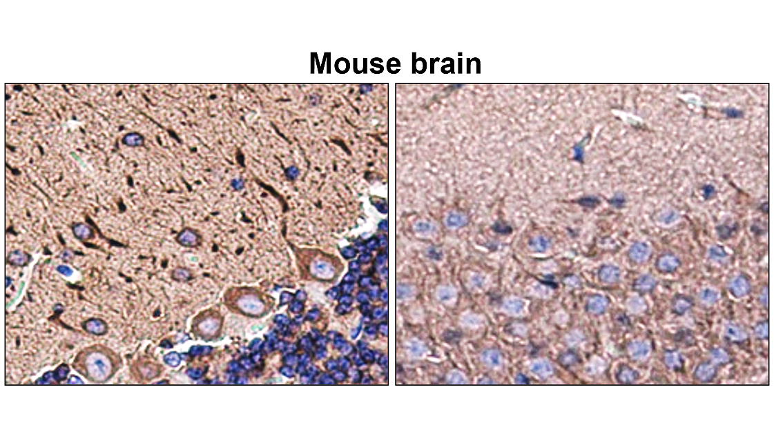 IR12-33 anti-MAP2 antibody_Mouse brain IHC image IR12-33 anti-MAP2 antibody_Mouse brain IHC image