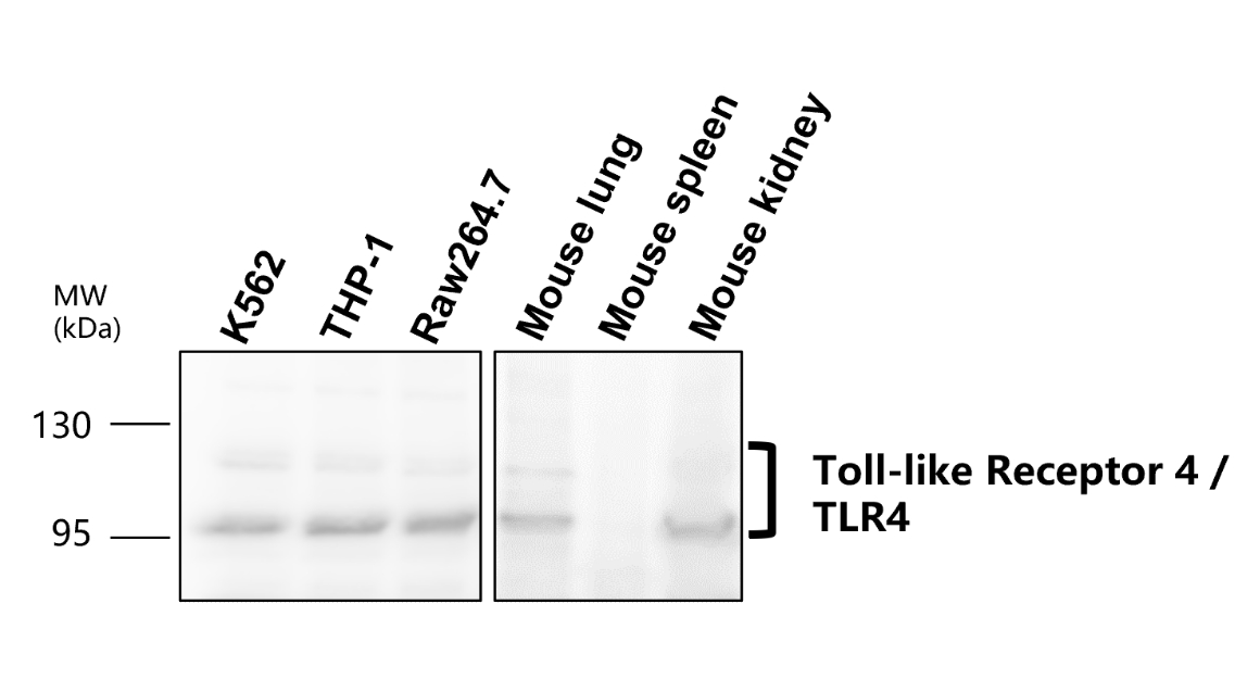 IR324-1020 anti- Toll-like Receptor 4 antibody WB image IR324-1020 anti- Toll-like Receptor 4 antibody WB image