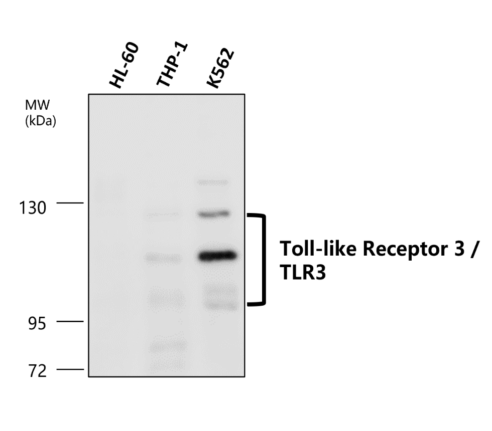 IR323-1016 anti- Toll-like Receptor 3 antibody WB image IR323-1016 anti- Toll-like Receptor 3 antibody WB image