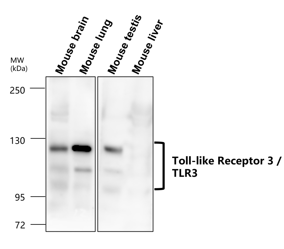 IR323-1016 anti- Toll-like Receptor 3 antibody WB image IR323-1016 anti- Toll-like Receptor 3 antibody WB image
