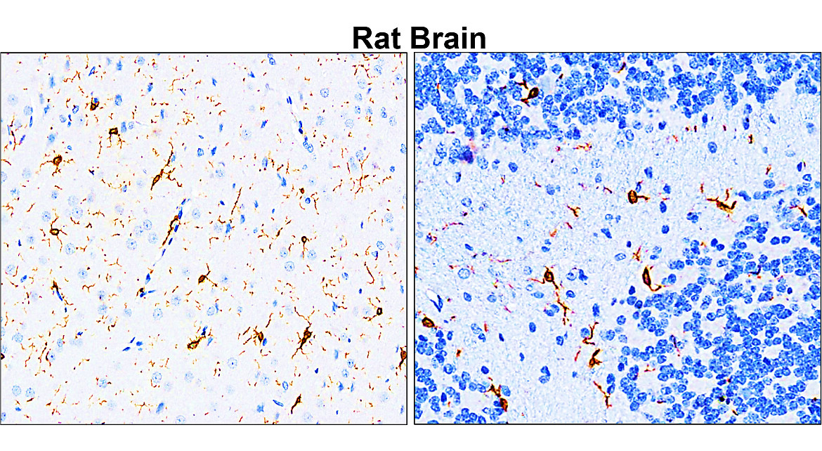 IR13-36 anti-Iba1/AIF1 antibody_Rat Brain IHC image