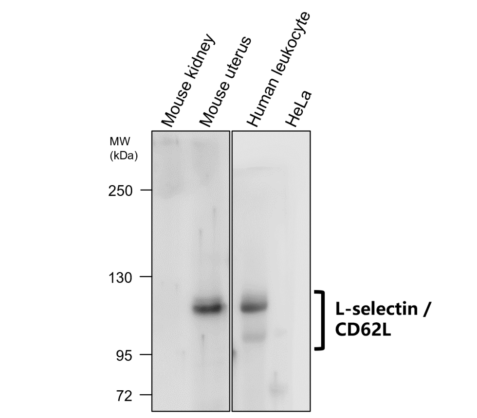 IR306-909 anti L-selectin / CD62L antibody WB image IR306-909 anti L-selectin / CD62L antibody WB image