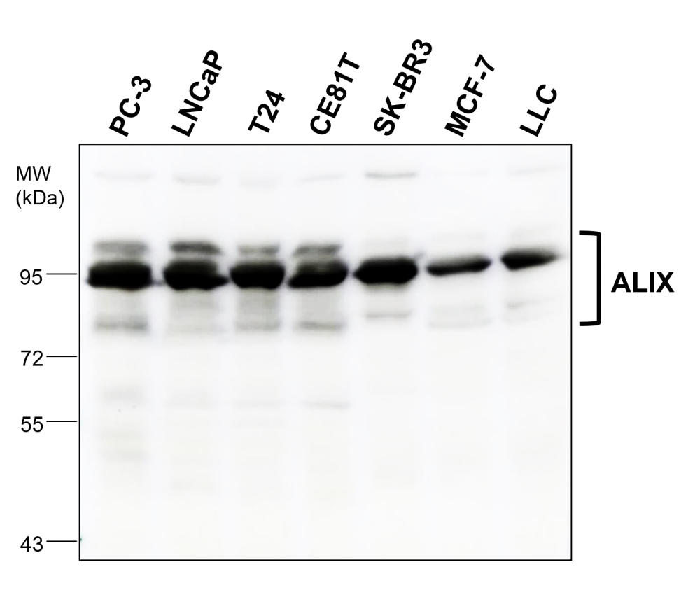 IR303-988 anti-ALIX antibody WB image
