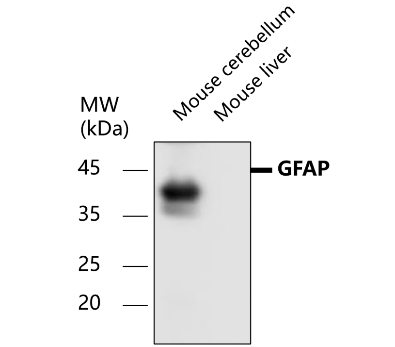 IR15-44 anti-GFAP antibody WB image IR15-44 anti-GFAP antibody WB image