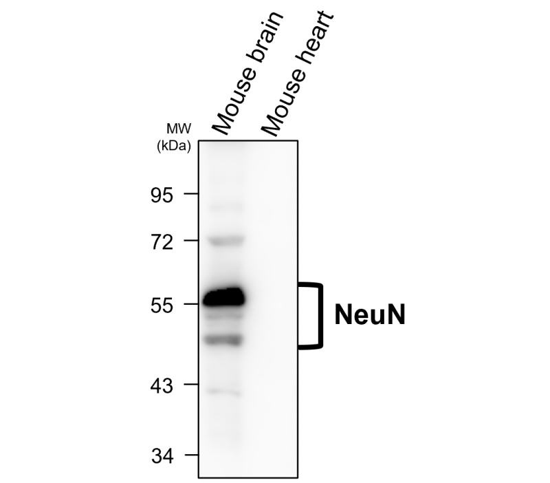 IR20-56 anti-NeuN antibody WB image IR20-56 anti-NeuN antibody WB image