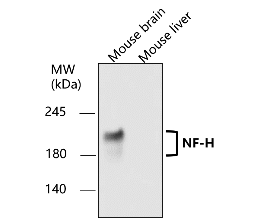 IR21-57 anti-NF-H antibody WB image IR21-57 anti-NF-H antibody WB image