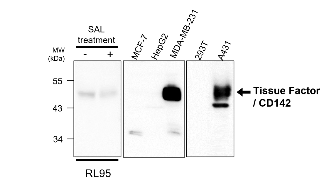 IR295-1 anti-Tissue Factor / CD142 antibody WB image IR295-1 anti-Tissue Factor / CD142 antibody WB image