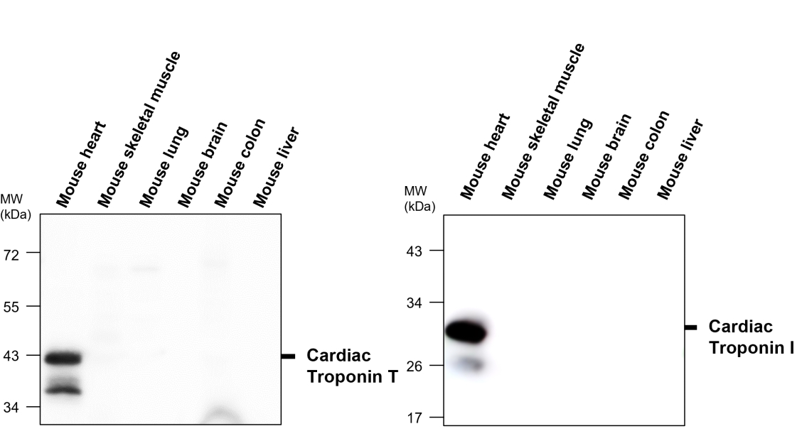 IR294-967 anti-Troponin I, cardiac muscle antibody WB image IR294-967 anti-Troponin I, cardiac muscle antibody WB image