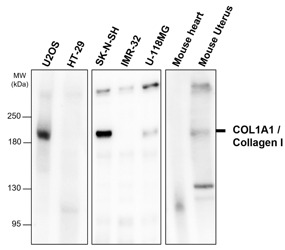 IR292-962 anti-COL1A1 / Collagen I antibody WB image