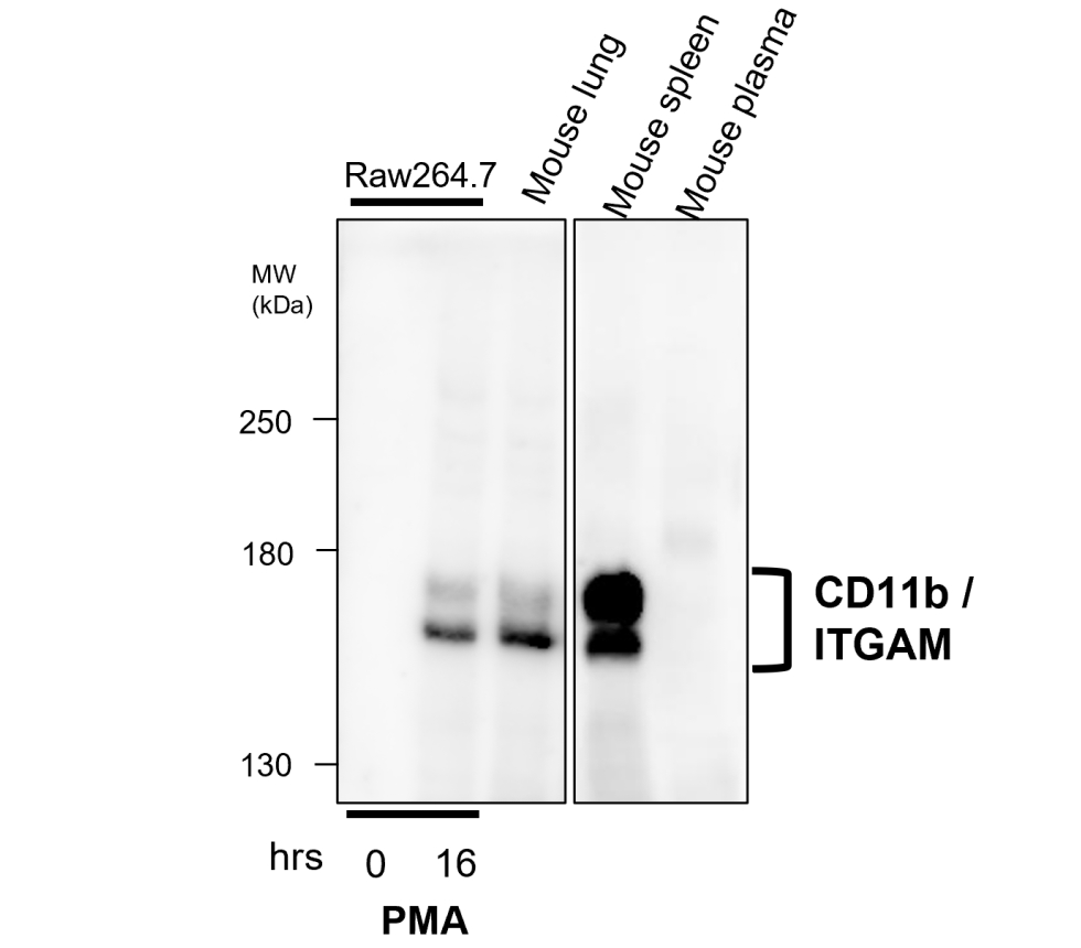 IR257-914 anti-CD11b / ITGAM antibody WB image IR257-914 anti-CD11b / ITGAM antibody WB image