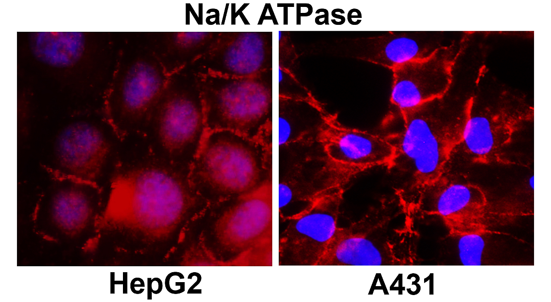 IR24-12 anti-Na/K ATPase antibody ICC/IF image