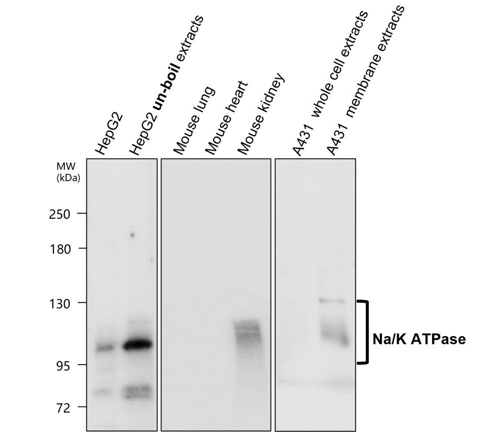IR24-12 anti-Na/K ATPase antibody WB image IR24-12 anti-Na/K ATPase antibody WB image