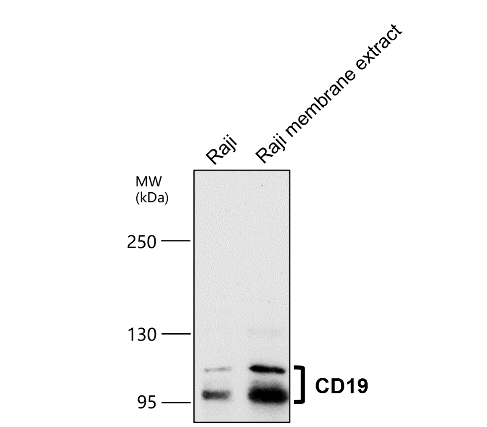 IR253-901 anti-CD19 antibody WB image IR253-901 anti-CD19 antibody WB image