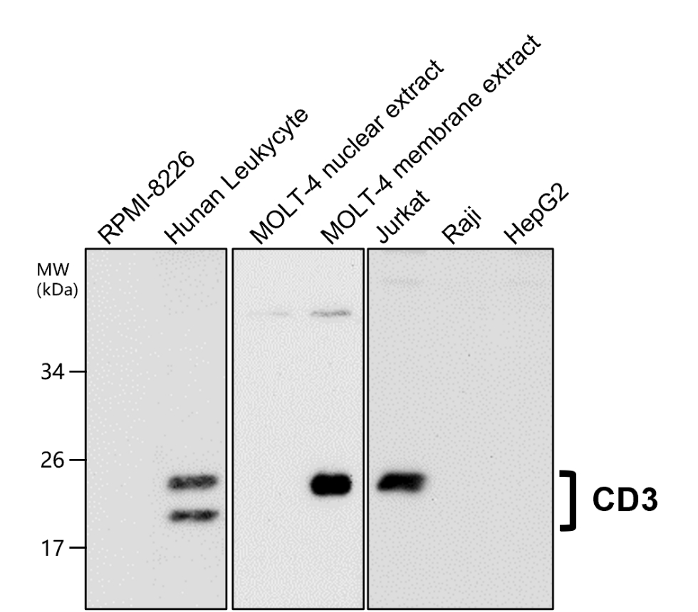 IR252-897 anti-CD3 antibody WB image IR252-897 anti-CD3 antibody WB image