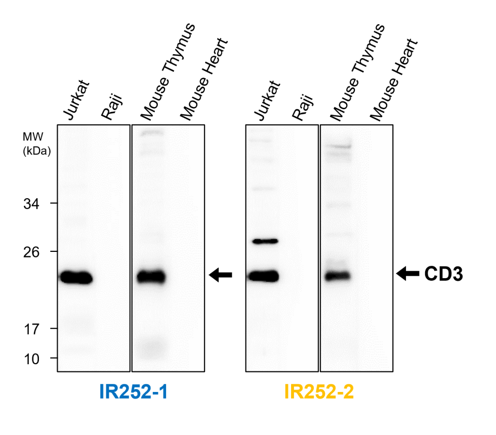 IR252-2 anti-CD3 antibody WB image IR252-2 anti-CD3 antibody WB image