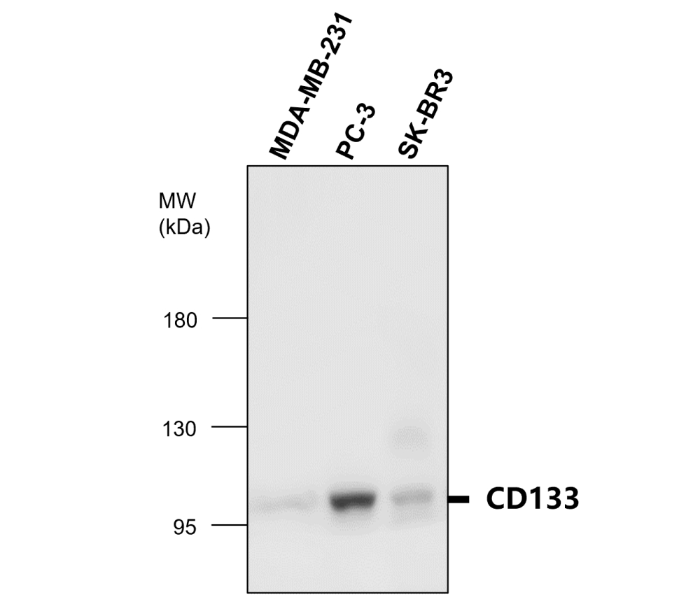 IR30-79 anti- CD133 / Prominin-1 antibody WB image IR30-79 anti- CD133 / Prominin-1 antibody WB image