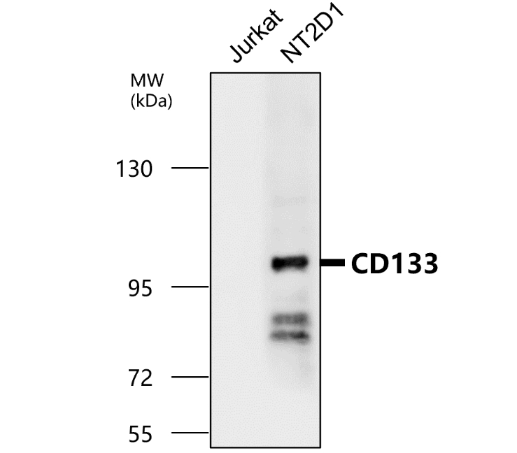 IR30-79 anti- CD133 / Prominin-1 antibody WB image IR30-79 anti- CD133 / Prominin-1 antibody WB image