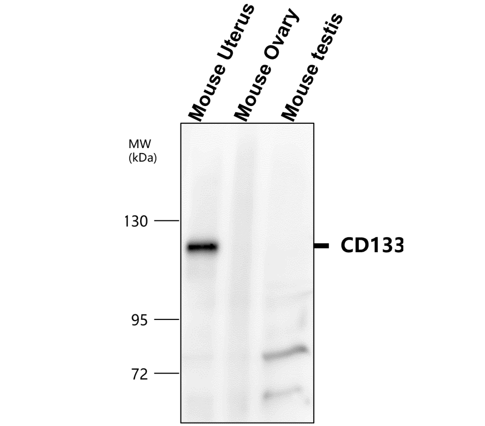 IR30-79 anti- CD133 / Prominin-1 antibody WB image IR30-79 anti- CD133 / Prominin-1 antibody WB image