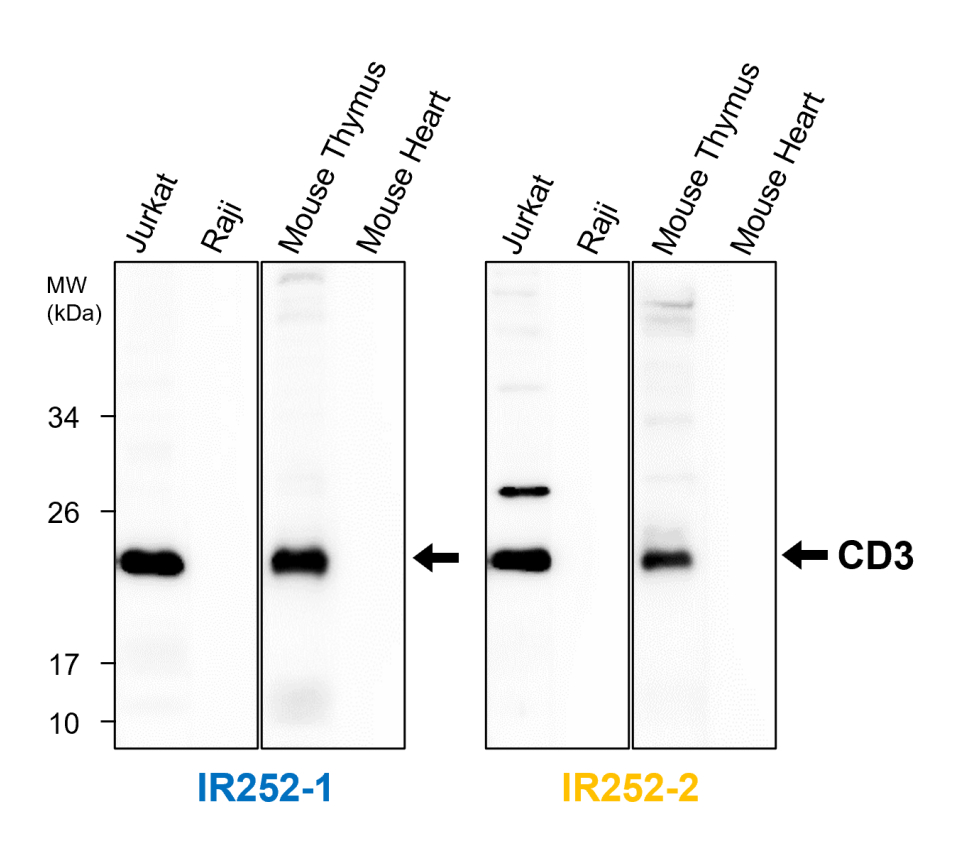 IR252-1 anti-CD3 antibody WB image