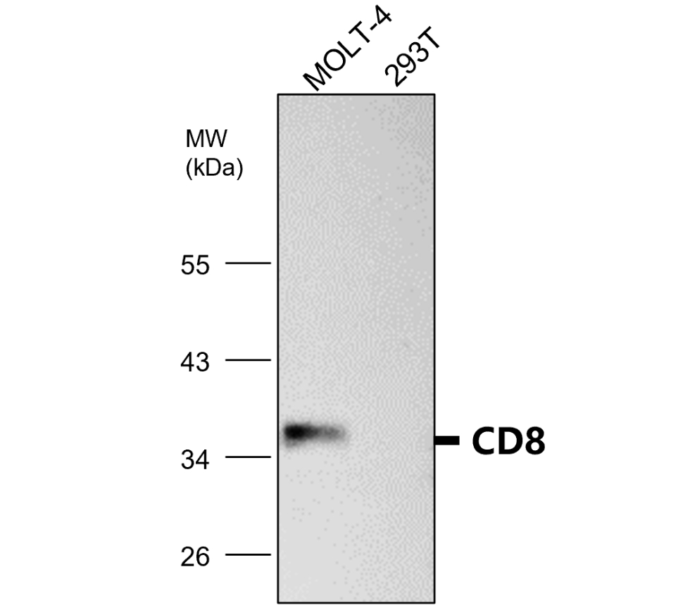 IR251-890 anti-CD8 antibody WB image IR251-890 anti-CD8 antibody WB image