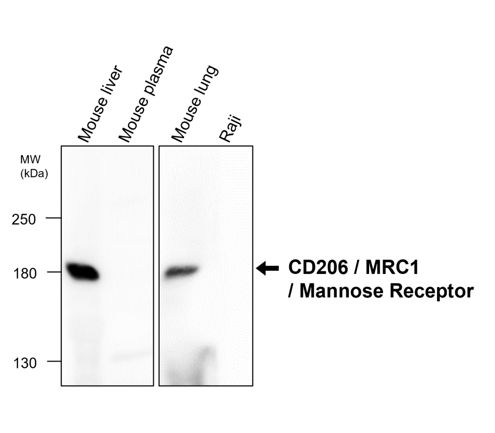IR240-864 anti-CD206 / MRC1 / Mannose Receptor antibody WB image