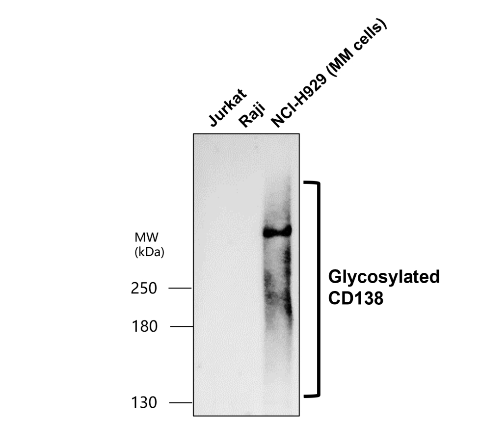 IR239-896 anti- CD138 / Syndecan-1 antibody WB image IR239-896 anti- CD138 / Syndecan-1 antibody WB image